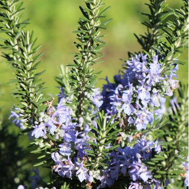 eau florale bio de Romarin à verbénone Corse Domaine Amuredda