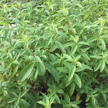 Eau Florale hydrolat bio de Verveine Citronnée Domaine Amuredda