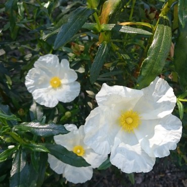 Eau florale de ciste ladanifère bio Corse Domaine Amuredda